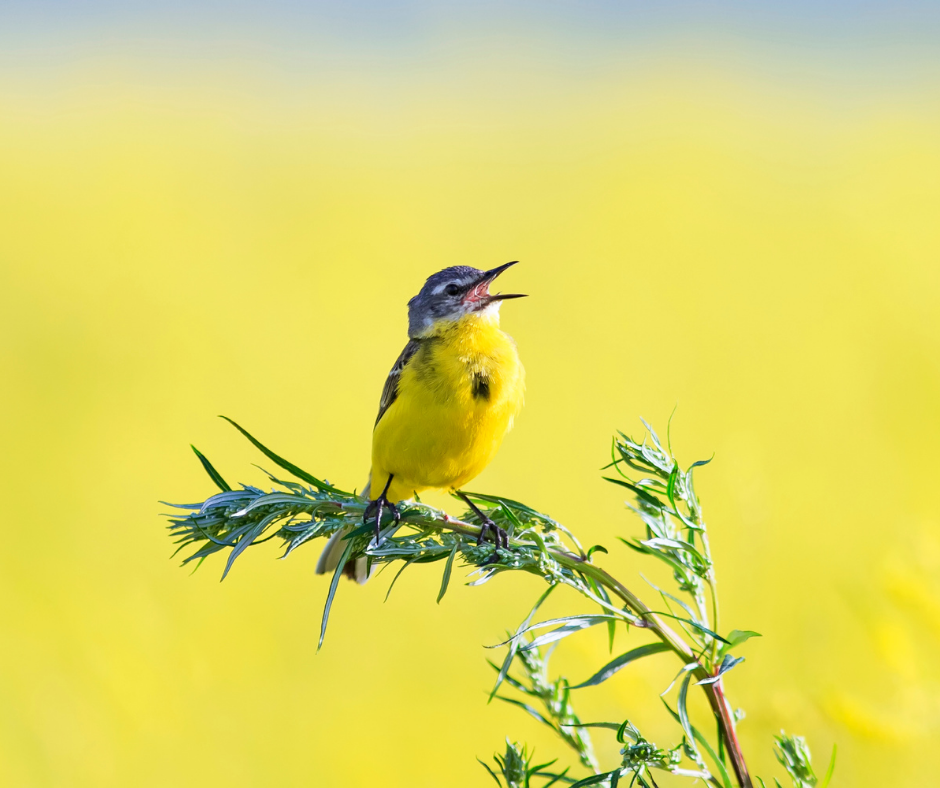 And the Birds&nbsp;Sing…